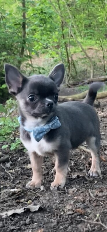 Chihuahua Puppies For Sale Under £1,000