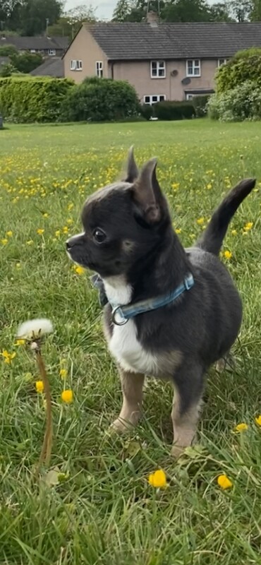 Stunning little chihuahua boy - Image 2 of 5
