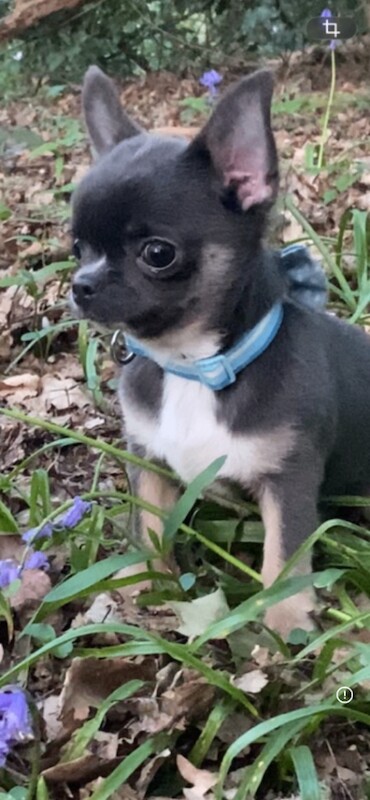 Stunning little chihuahua boy - Image 3 of 5