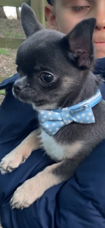 Stunning little chihuahua boy - Image 4 of 5