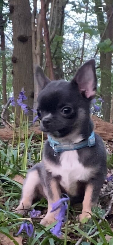 Stunning little chihuahua boy - Image 5 of 5