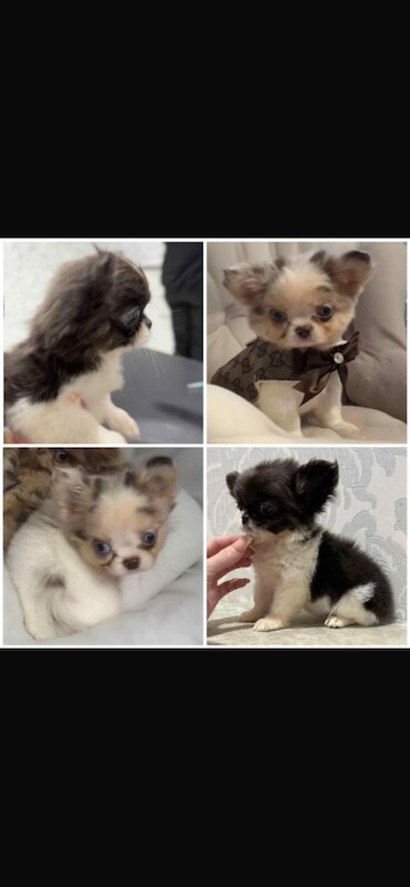 Chihuahua Puppies For Sale