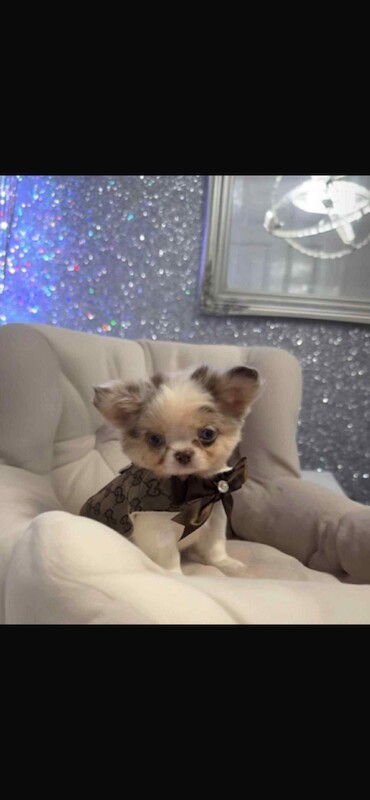 Chihuahua puppies for sale in East Calder, West Lothian – KC registered, 3 months old - Image 2 of 3