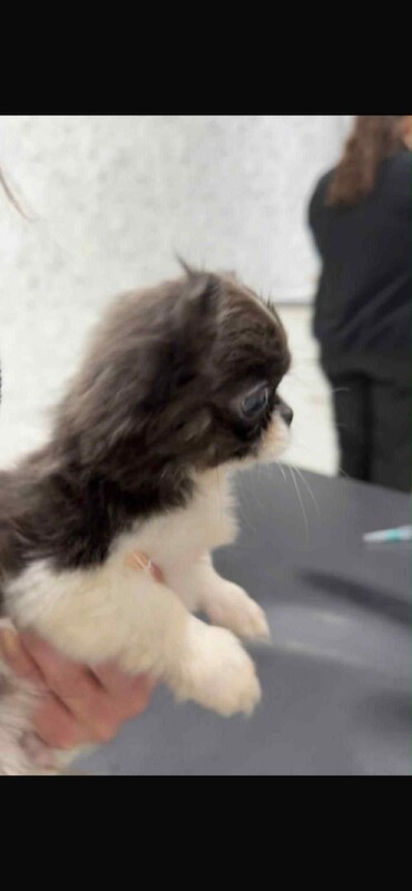 Chihuahua puppies for sale in East Calder, West Lothian – KC registered, 3 months old - Image 3 of 3