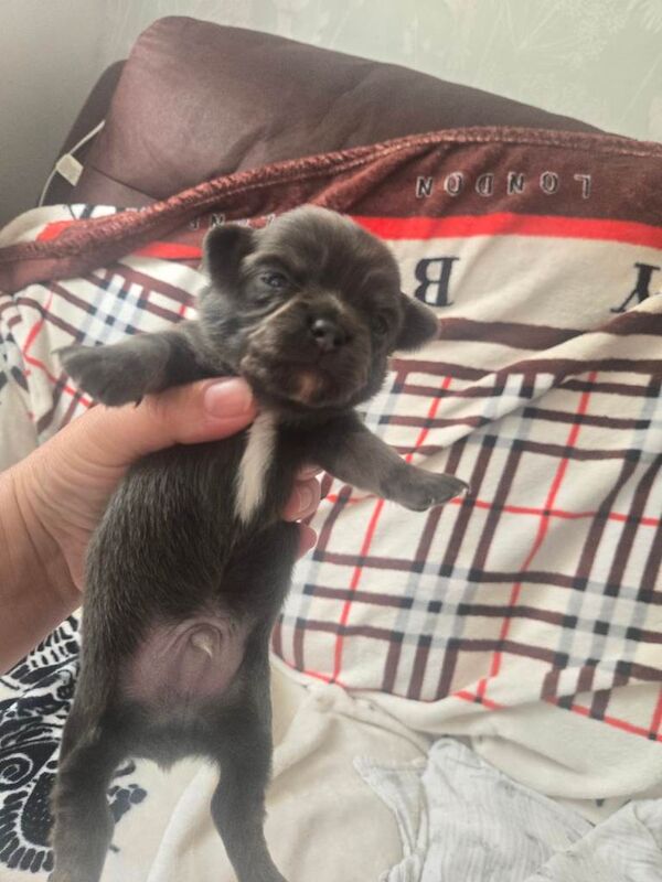 Kennel Club Registered Chihuahua Puppies For Sale
