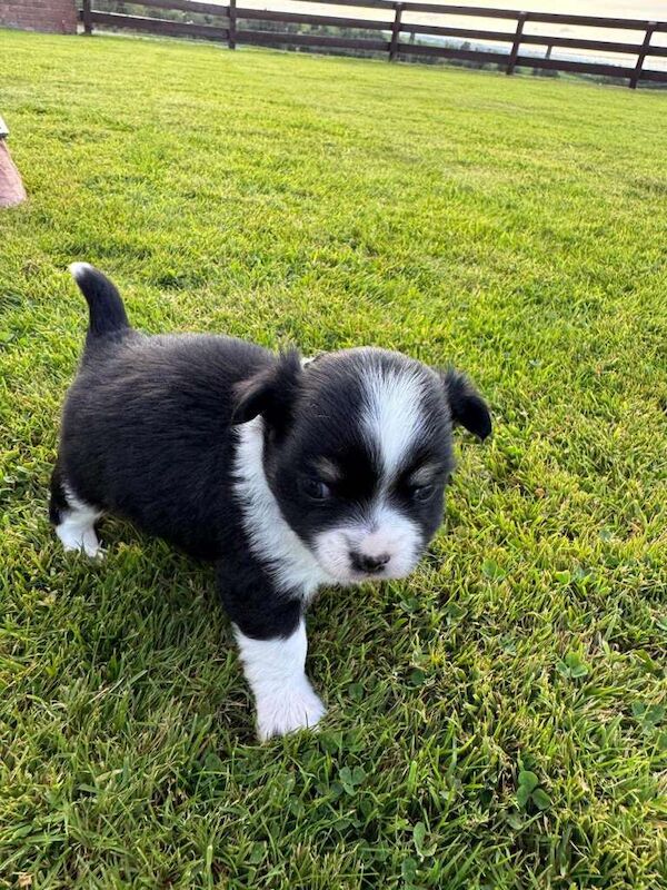 Stunning Merle Chihuhuahua Pups - Image 2 of 5