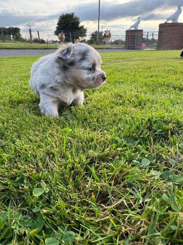 Stunning Merle Chihuhuahua Pups - Image 3 of 5