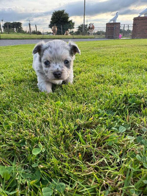 Stunning Merle Chihuhuahua Pups - Image 4 of 5
