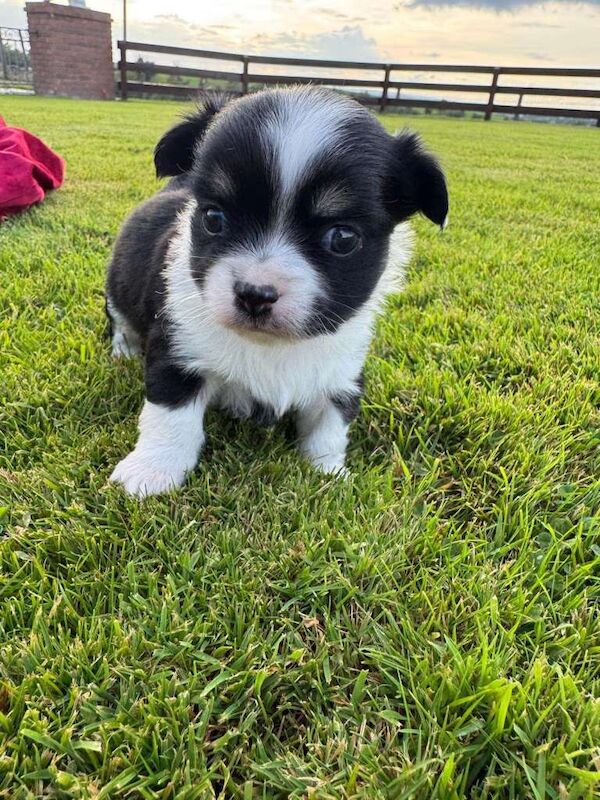 Stunning Merle Chihuhuahua Pups - Image 5 of 5