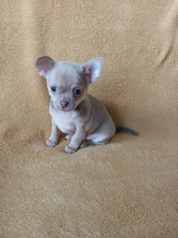 Chihuahua puppies for sale in Grimsby, Lincolnshire – KC registered, 8 weeks old