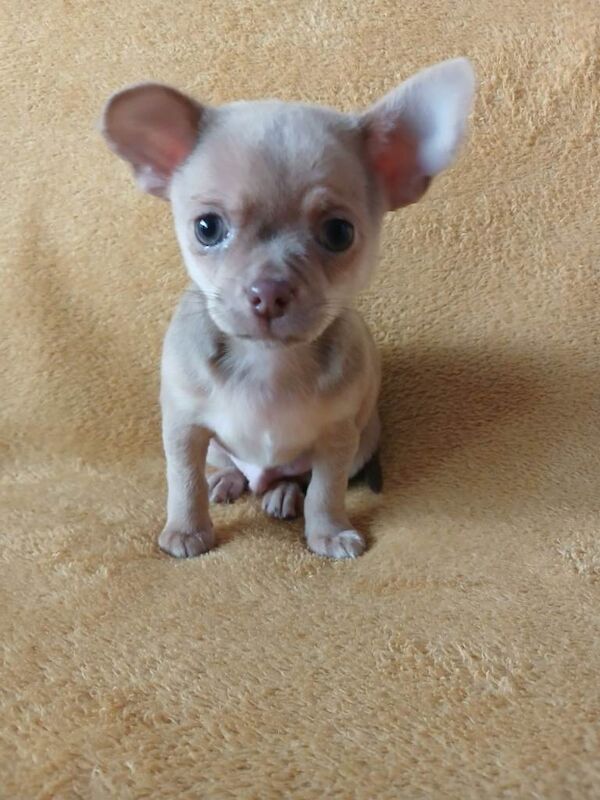 Chihuahua puppies for sale in Grimsby, Lincolnshire – KC registered, 8 weeks old - Image 2 of 4