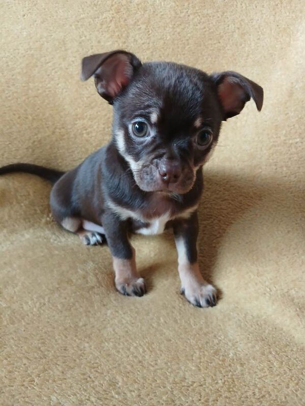 Chihuahua puppies for sale in Grimsby, Lincolnshire – KC registered, 8 weeks old - Image 3 of 4