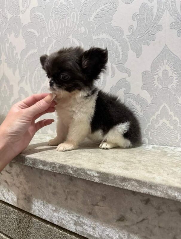 Chihuahua puppies for sale in Livingston, West Lothian – 3 months old