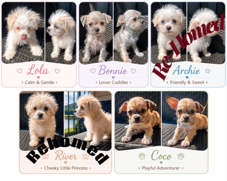 Super cute mix breed puppies looking for new home