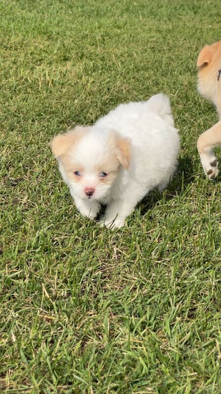 Super cute mix breed puppies looking for new home - Image 5 of 5