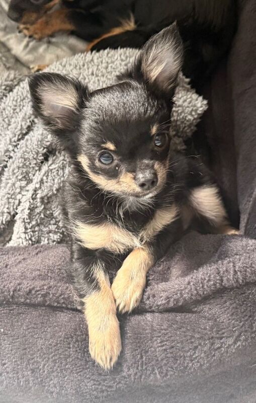 Super Tiny Long Haired male chihuahua puppy