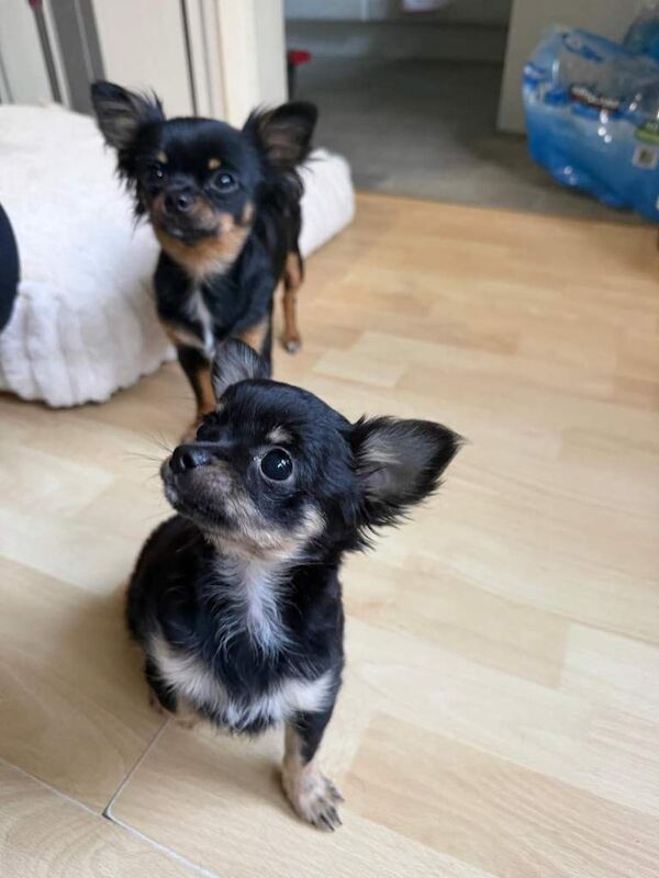Super Tiny Long Haired male chihuahua puppy - Image 2 of 3