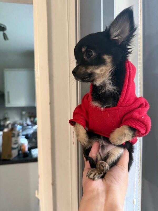 Super Tiny Long Haired male chihuahua puppy - Image 3 of 3