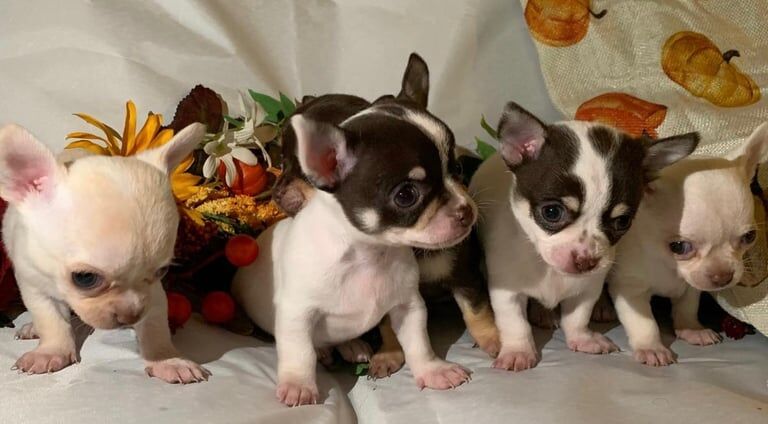 Chihuahua puppies for sale in Middleton, Greater Manchester – 7 weeks old