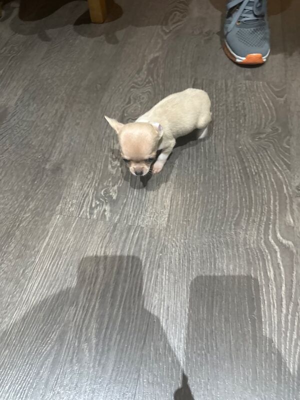 Chihuahua puppies for sale in Birstall, West Yorkshire – 8 weeks old