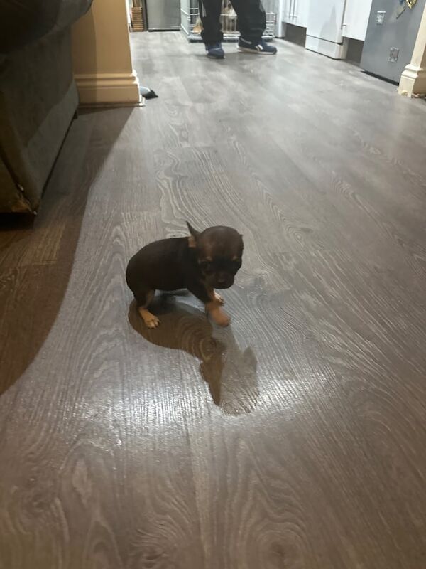 Chihuahua puppies for sale in Birstall, West Yorkshire – 8 weeks old - Image 2 of 4