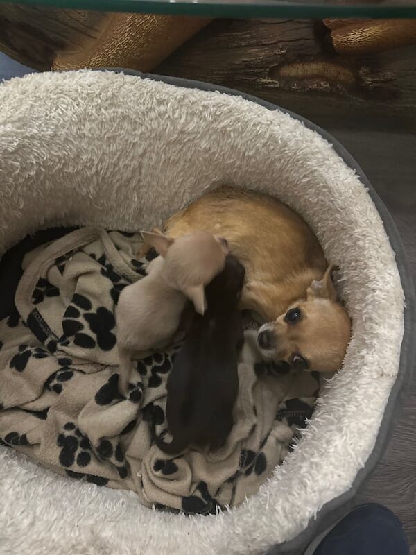 Chihuahua puppies for sale in Birstall, West Yorkshire – 8 weeks old - Image 3 of 4