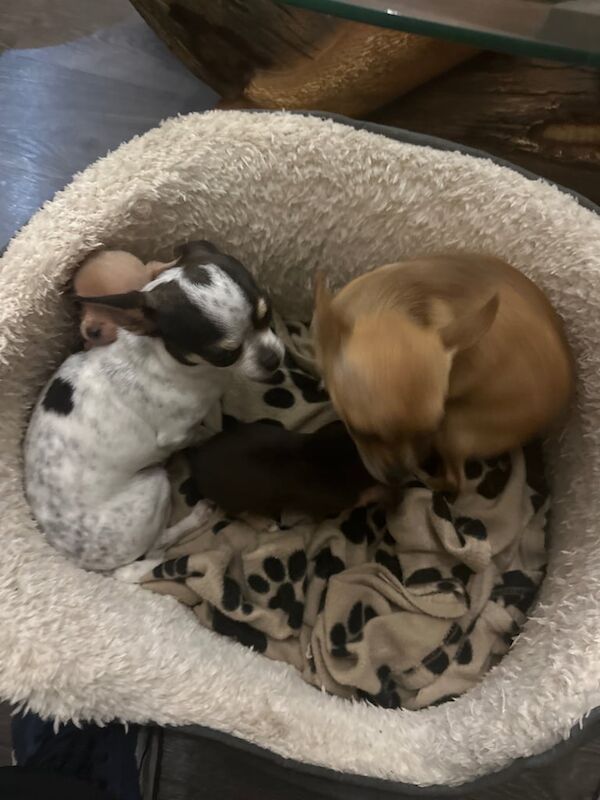 Chihuahua puppies for sale in Birstall, West Yorkshire – 8 weeks old - Image 4 of 4