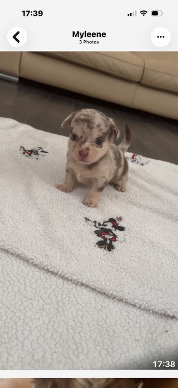 Tea cup chihuahua puppie - Image 3 of 3