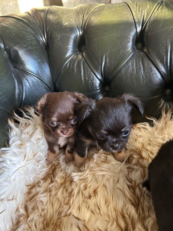 Chihuahua puppies for sale in Newtownabbey, County Antrim – KC registered, 5 weeks old