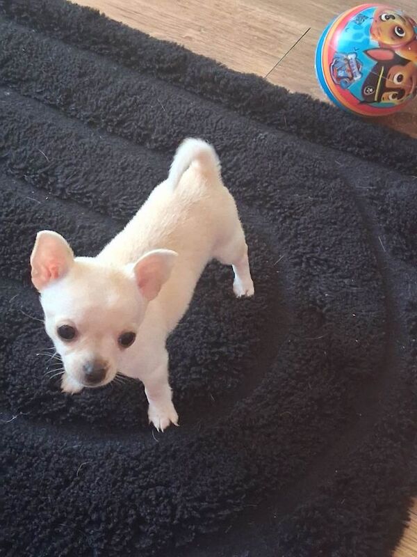 Chihuahua Puppies For Sale