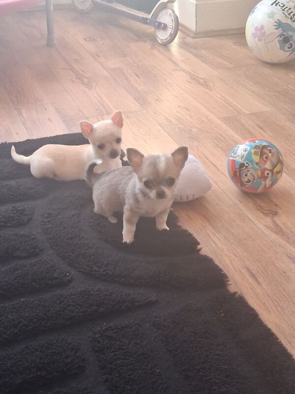 Teacup chihauhau puppy for sale - Image 2 of 4