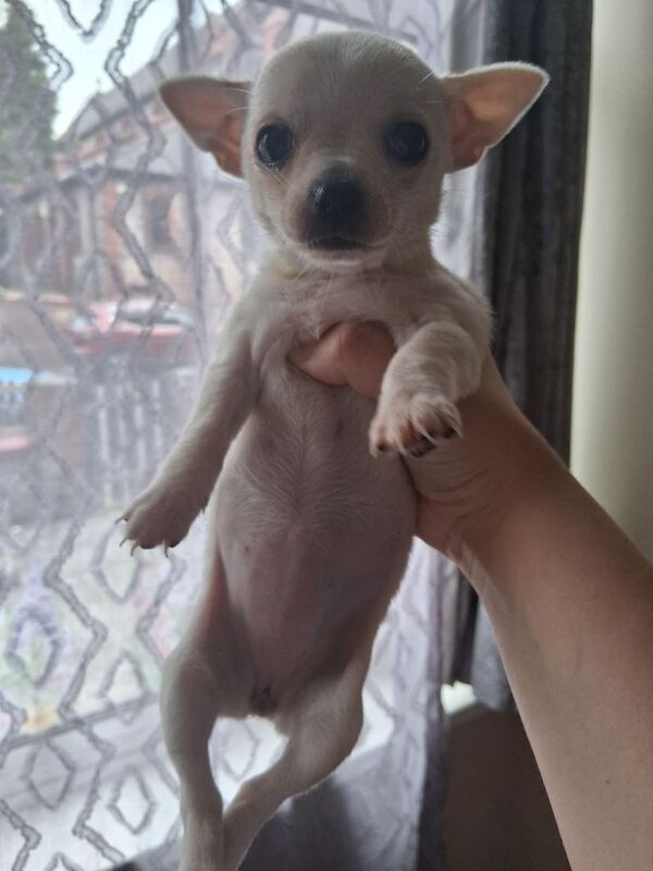 Teacup chihauhau puppy for sale - Image 3 of 4