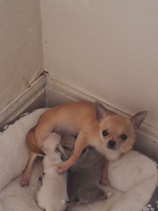Teacup chihauhau puppy for sale - Image 4 of 4