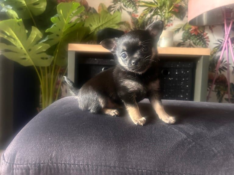 Teacup chihuahua for sale in Cold Ash Hill, Hampshire