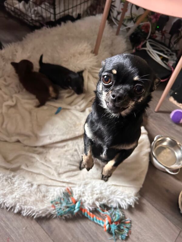 Teacup chihuahua for sale in Cold Ash Hill, Hampshire | Image 3