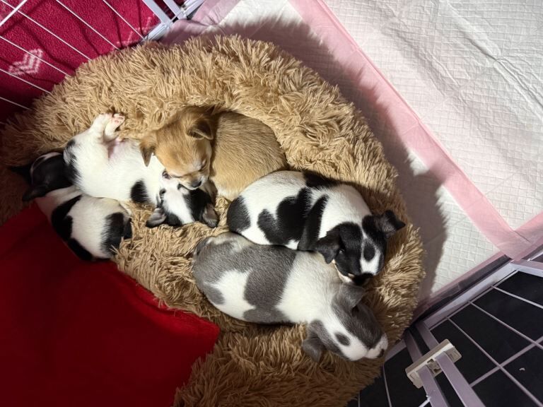 Chihuahua Puppies For Sale Under £1,000