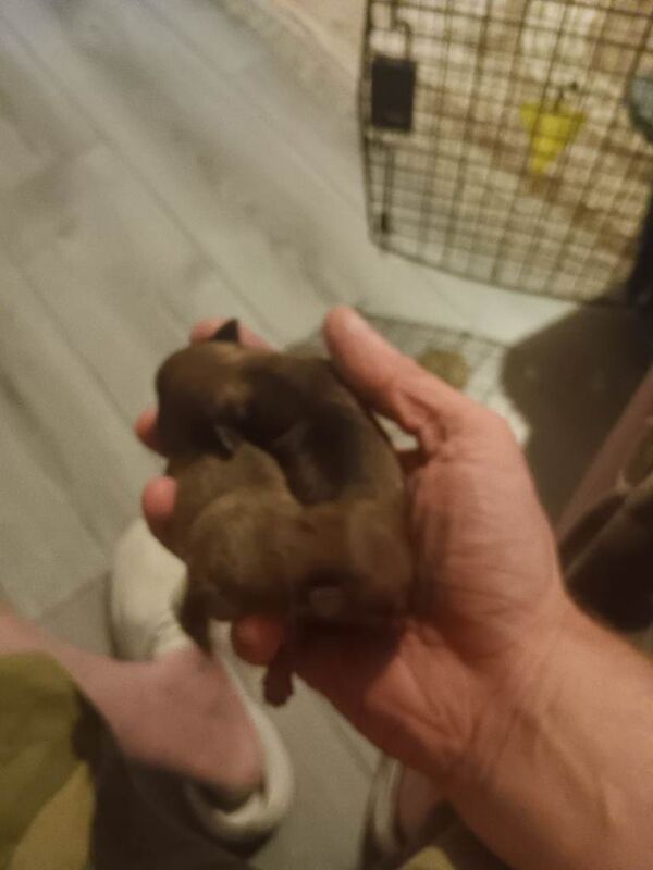 Chihuahua Puppies For Sale Under £1,000