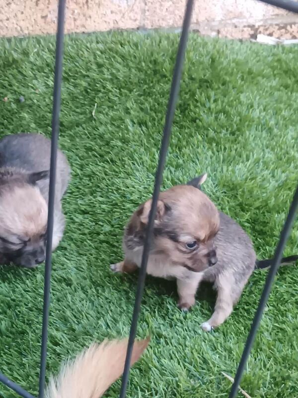 Teacup chihuahua puppies - Image 2 of 6