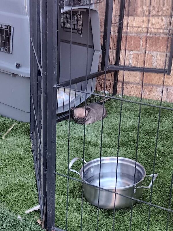 Teacup chihuahua puppies - Image 3 of 6