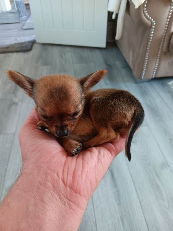 Teacup chihuahua puppies - Image 4 of 6