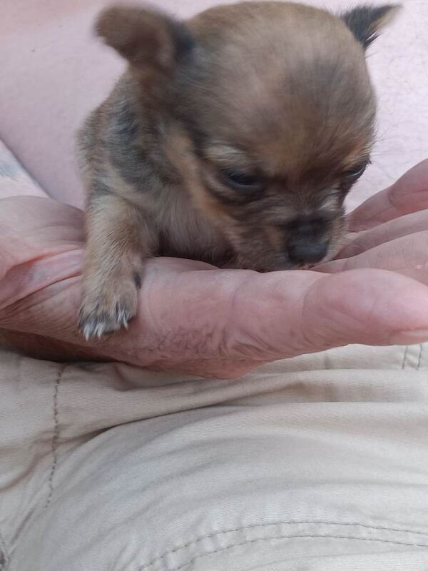 Teacup chihuahua puppies - Image 5 of 6