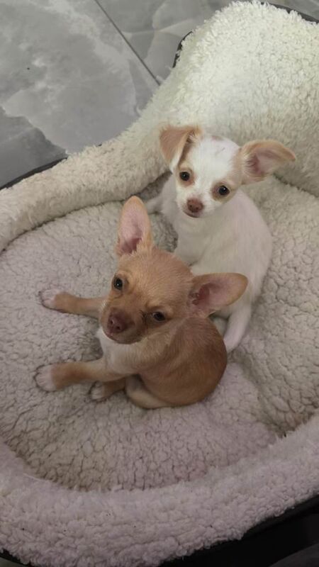 Teacup chihuahuas