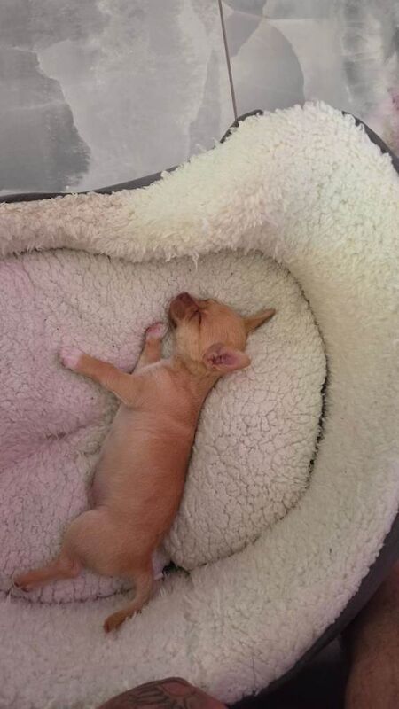 Teacup chihuahuas - Image 2 of 5