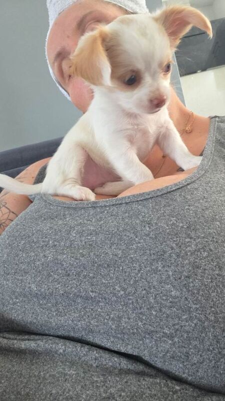 Teacup chihuahuas - Image 3 of 5