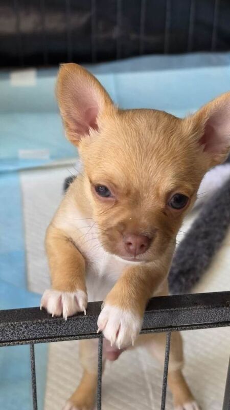 Teacup chihuahuas - Image 4 of 5