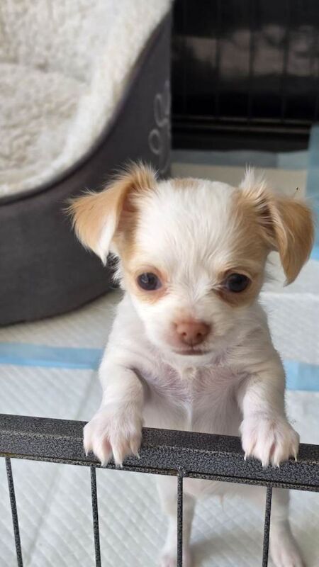 Teacup chihuahuas - Image 5 of 5