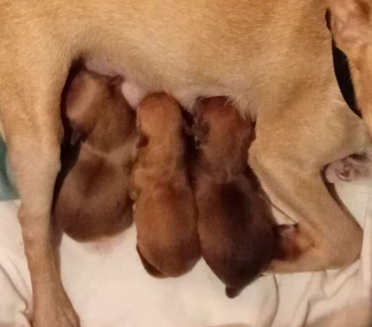 Chihuahua puppies for sale in Dromore , County Down – 7 weeks old