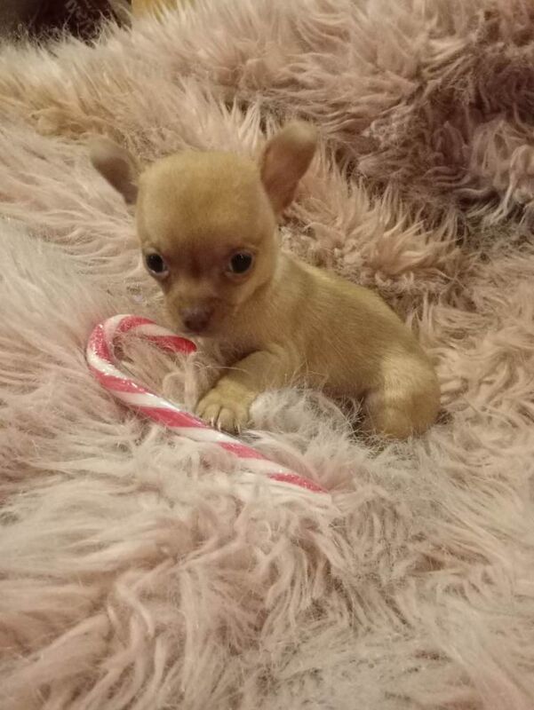 Chihuahua puppies for sale in Dromore , County Down – 7 weeks old - Image 2 of 4