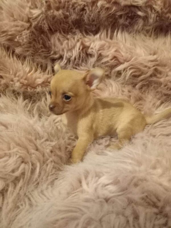 Chihuahua puppies for sale in Dromore , County Down – 7 weeks old - Image 3 of 4