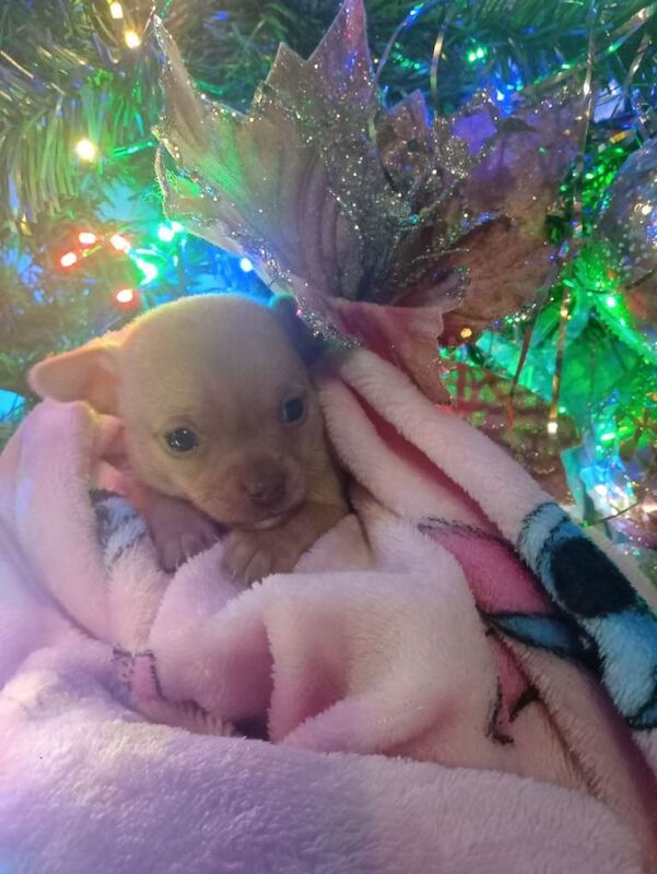 Chihuahua puppies for sale in Dromore , County Down – 7 weeks old - Image 4 of 4